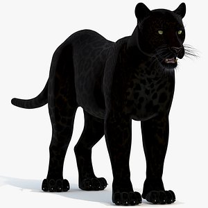 panther black animal 3d model