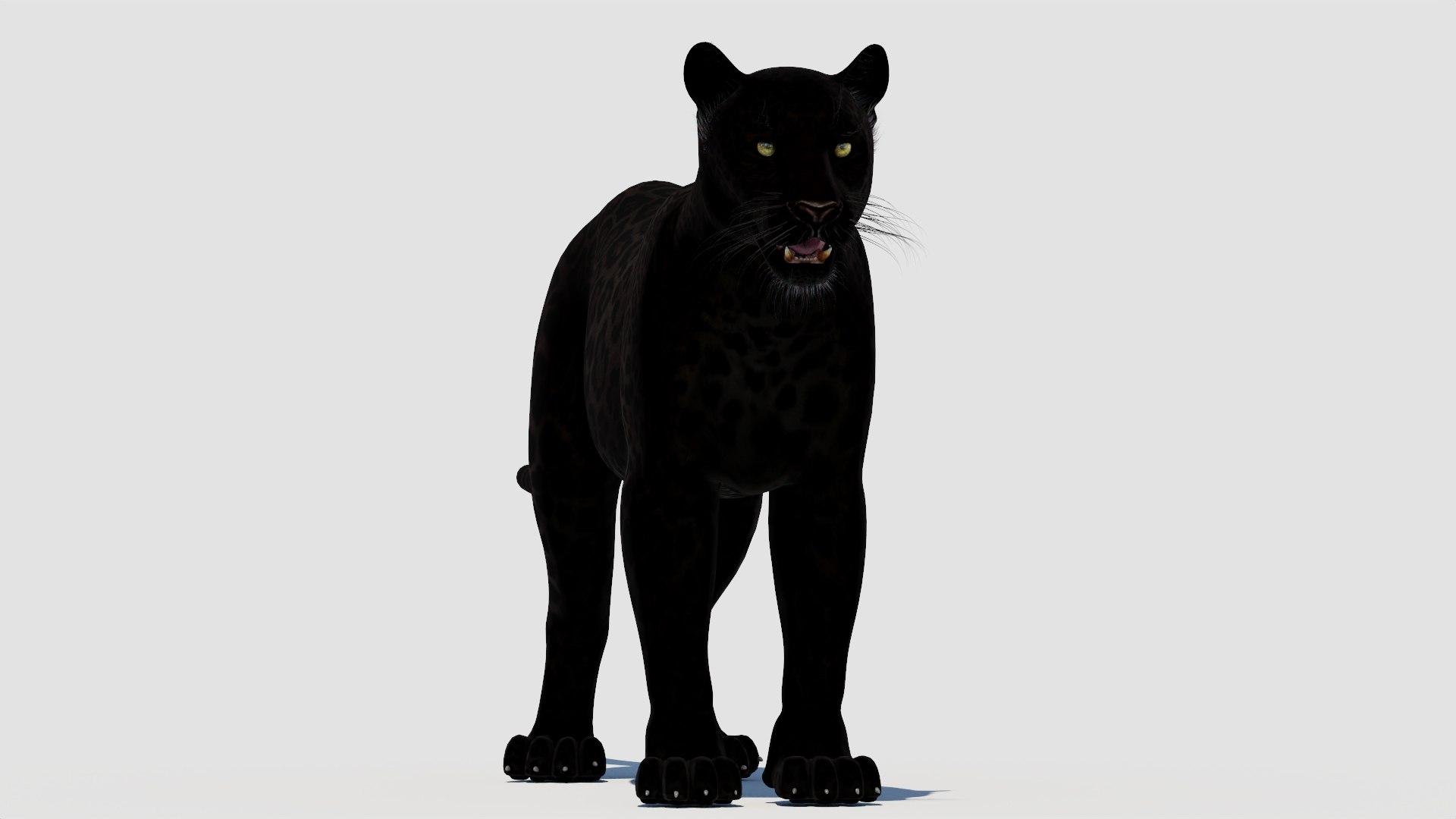 panther black animal 3d model https://p.turbosquid.com/ts-thumb/dj/Qz8iha/dP/panther3dmodel05/jpg/1711014457/1920x1080/fit_q87/8b62fd6f439ae18aeccfe0f54dc25e8c52394e14/panther3dmodel05.jpg