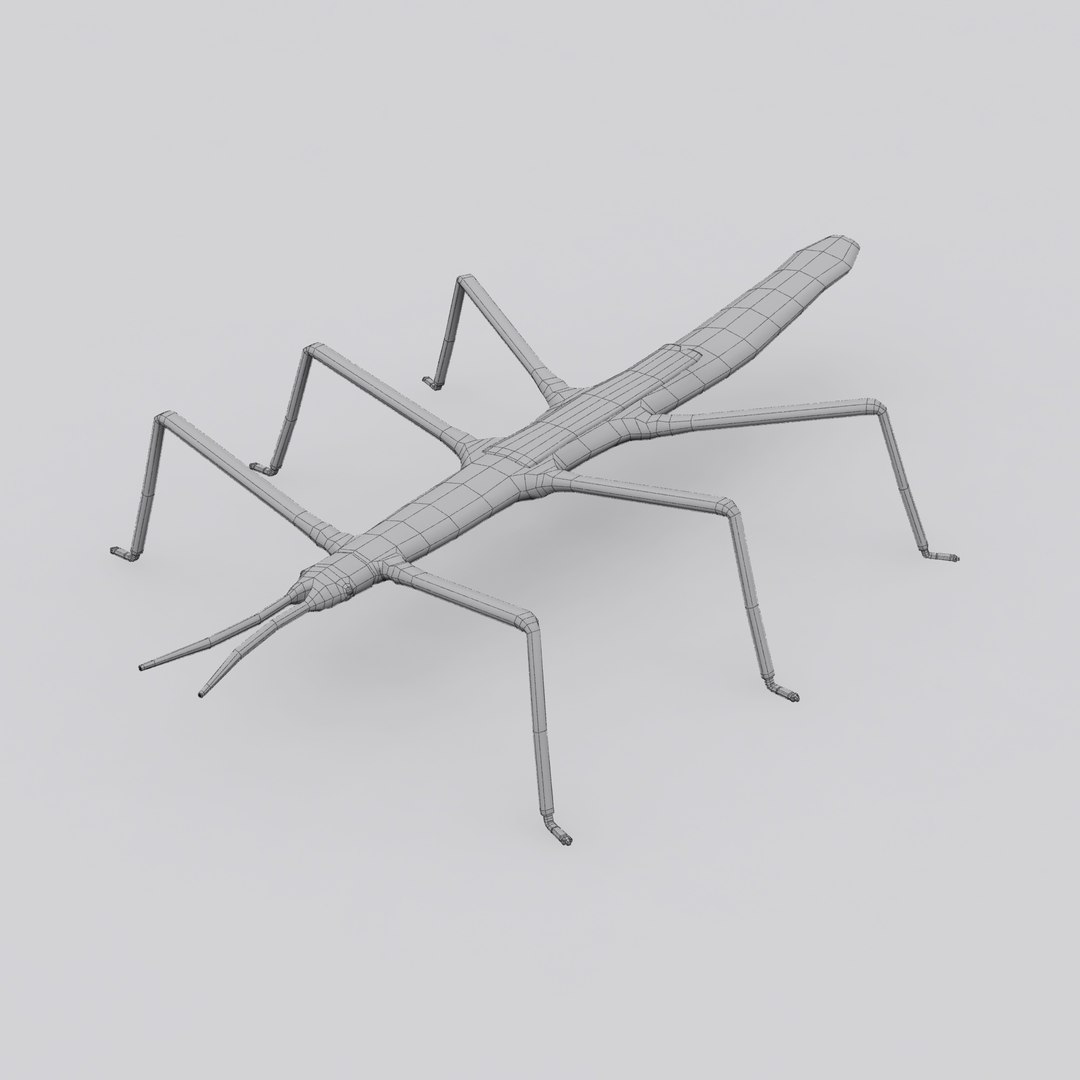 Stick Insect 3D Model - TurboSquid 1318710