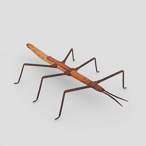 Stick Insect
