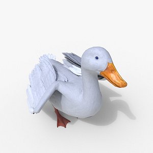 Duck