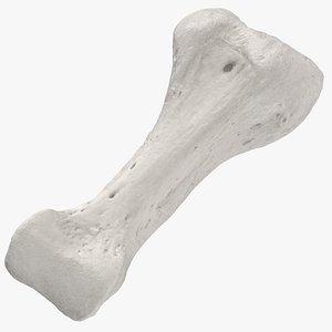 Real Proximal Phalanx Bone of Fourth Toe 01 White