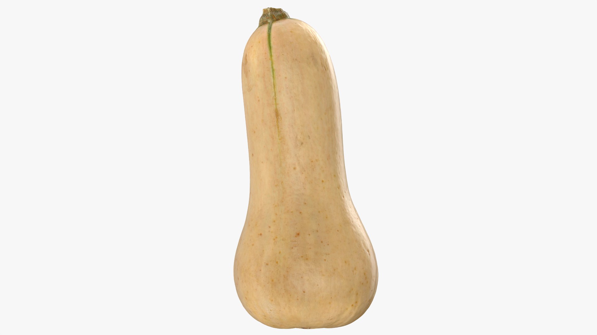 3D Butternut Squash 02 https://p.turbosquid.com/ts-thumb/dj/g6pRQ3/Bq/butternutsquash02_0002/png/1763834915/1920x1080/fit_q87/51adf11cc227012dcbc3b1d4911695bc35aa9d31/butternutsquash02_0002.jpg