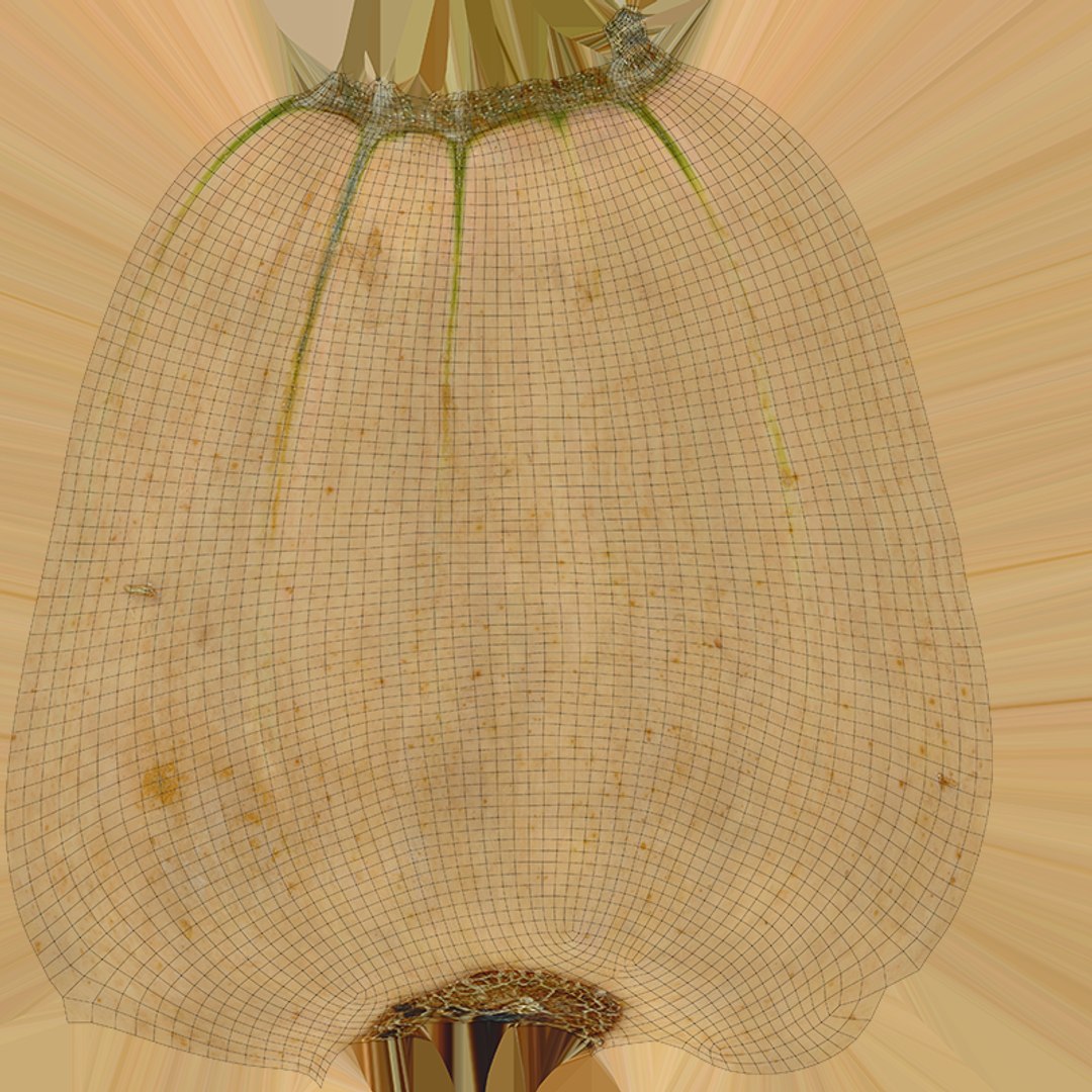 3D Butternut Squash 02 https://p.turbosquid.com/ts-thumb/dj/g6pRQ3/F4/butternutsquash02_c0004/png/1763834937/1920x1080/fit_q87/b78d0a26cd1e3735b73a5d40600f6655f7e9909c/butternutsquash02_c0004.jpg