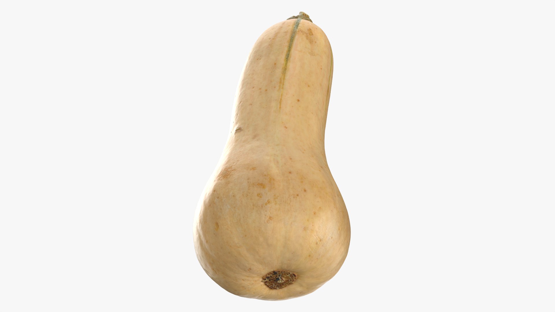 3D Butternut Squash 02 https://p.turbosquid.com/ts-thumb/dj/g6pRQ3/ls/butternutsquash02_0005/png/1763834921/1920x1080/fit_q87/26e56d28e392f671746387266b3800b34ba61db1/butternutsquash02_0005.jpg