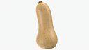 Butternut Squash 02