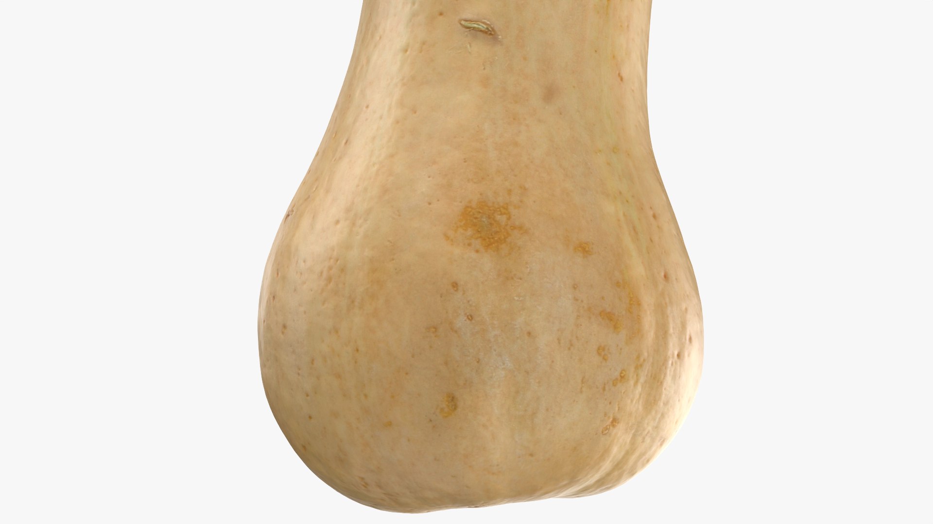 3D Butternut Squash 02 https://p.turbosquid.com/ts-thumb/dj/g6pRQ3/xl/butternutsquash02_0004/png/1763834940/1920x1080/fit_q87/39a4f379a28ad0a3158cc070703d38a6e97be32a/butternutsquash02_0004.jpg