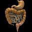 digestive system simple