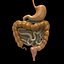 digestive system simple