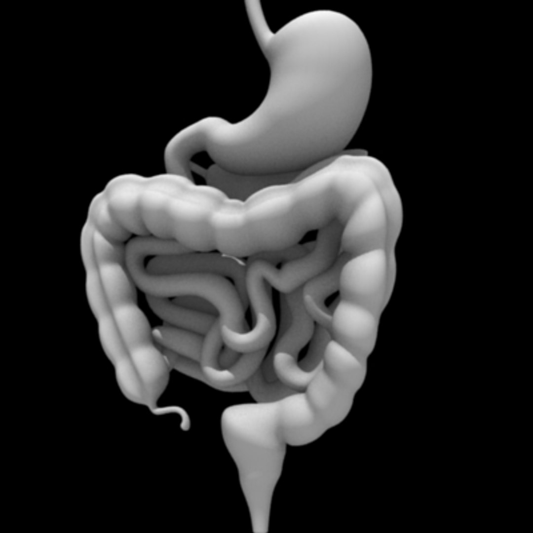 3d digestive model https://p.turbosquid.com/ts-thumb/dj/jjALlA/bCE7MM7m/digestivesss/jpg/1197409840/1920x1080/fit_q87/b71b074b6533aef024b624261125dce66f94cf49/digestivesss.jpg