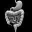 digestive system simple