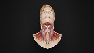 3D Human Anatomy-Muscular System-Neck anterior deep view