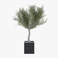 Ornamental Olive Tree 03