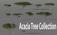 Acacia Tree Collection