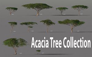Acacia Tree Collection