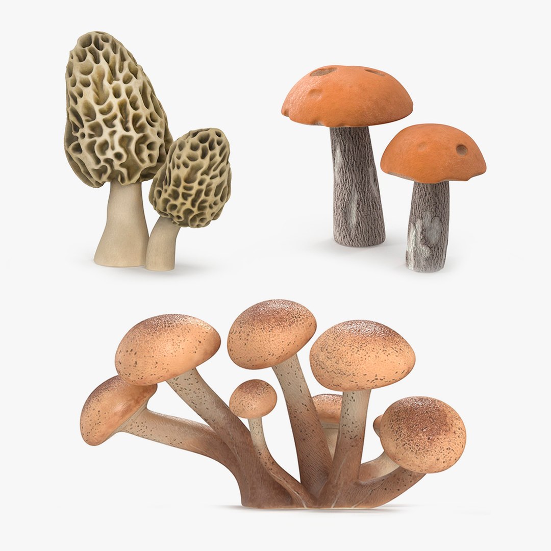 Edible Mushrooms Collection 3D model preview