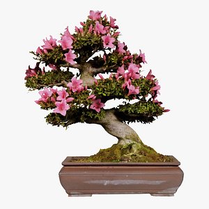 Satsuki Azalea Small Pink Rhododendron Indicum Bonsai Tree Remastered