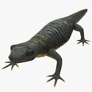 Salamander