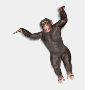 3D chimpanzee chimp