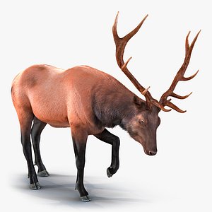 3ds max elk pose 4 fur