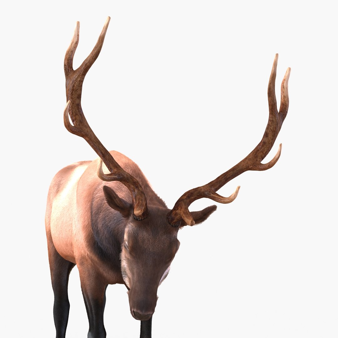 3ds Max Elk Pose 4 Fur