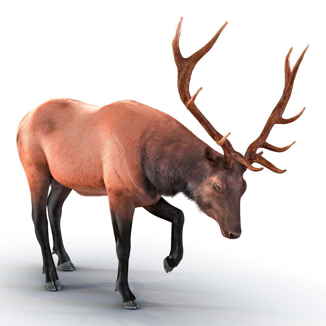 Elk Pose 4 with Fur 3D Model 3D model preview