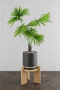 plant indoor nature 3D model