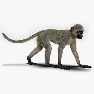 3D model monkey ververt fur rigged