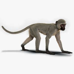 Monkey Ververt FUR Rigged