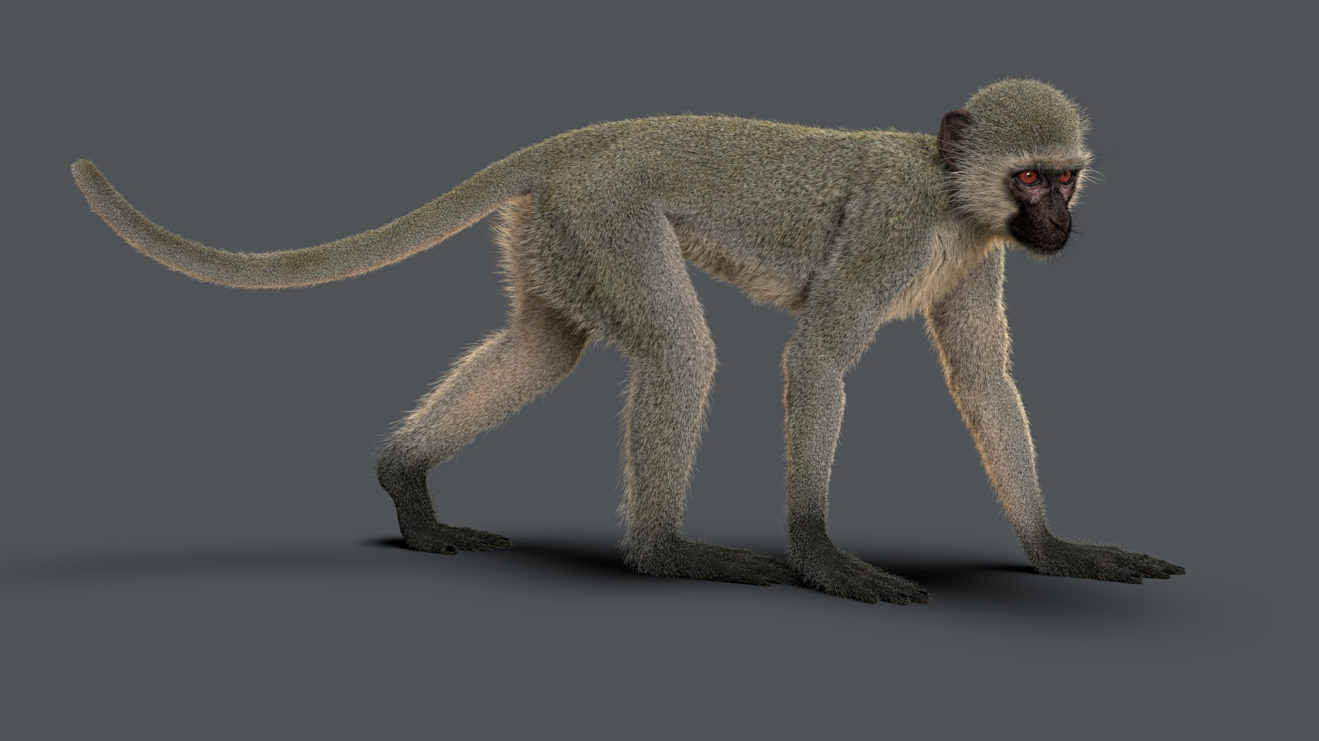 3D Model Monkey Ververt Fur Rigged - TurboSquid 1707335