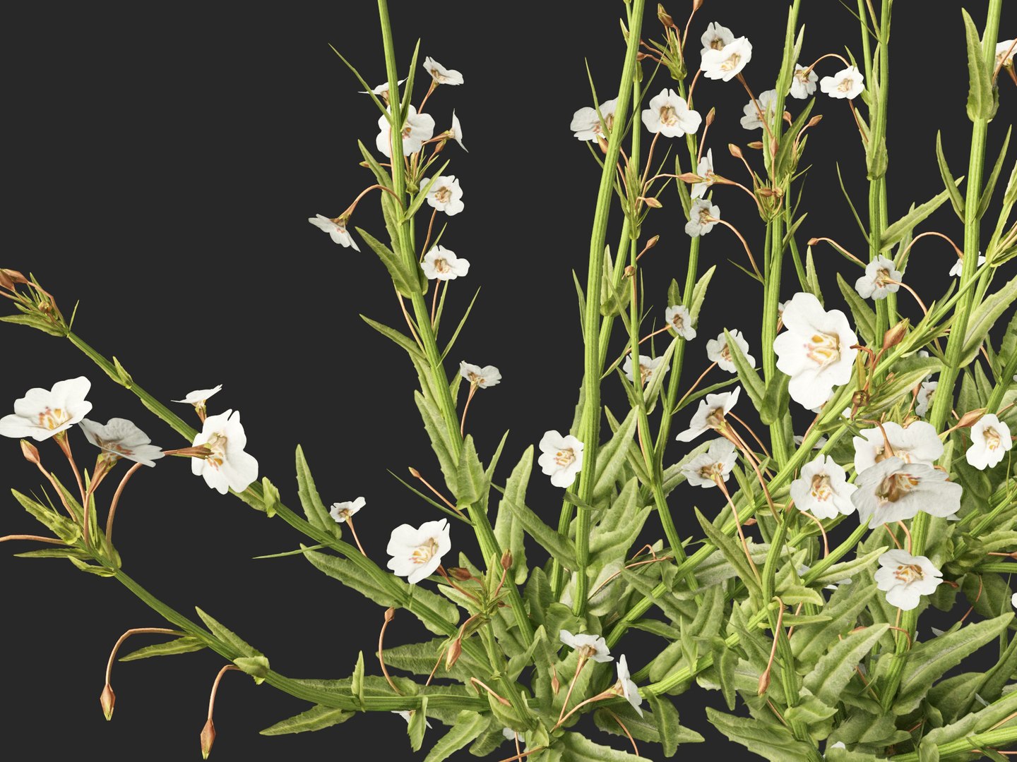 3D model HighpolyLow Poly - Mimulus gracilis - slender monkey flower https://p.turbosquid.com/ts-thumb/dl/I7wUi9/45/mimulusgracilis0112/jpg/1745076385/1920x1080/fit_q87/4251c68e81e8154a77a0337b442edbafe398c3d2/mimulusgracilis0112.jpg