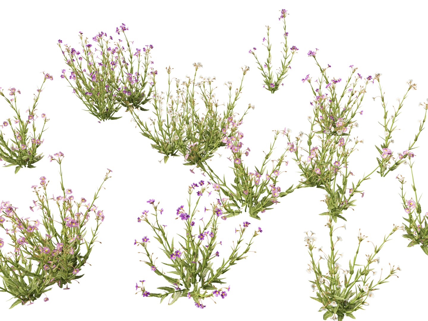 3D model HighpolyLow Poly - Mimulus gracilis - slender monkey flower https://p.turbosquid.com/ts-thumb/dl/I7wUi9/5A/mimulusgracilis019/jpg/1745076379/1920x1080/fit_q87/a7bae8869945c7f258a7881c2eaf809b67ae7fbd/mimulusgracilis019.jpg