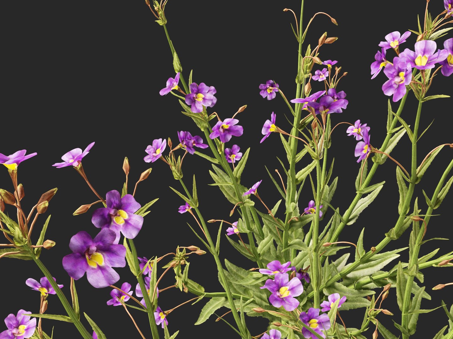 3D model HighpolyLow Poly - Mimulus gracilis - slender monkey flower https://p.turbosquid.com/ts-thumb/dl/I7wUi9/6c/mimulusgracilis0113/jpg/1745076387/1920x1080/fit_q87/756c43e99ac5ca4e31923b64398e99edd92385cd/mimulusgracilis0113.jpg