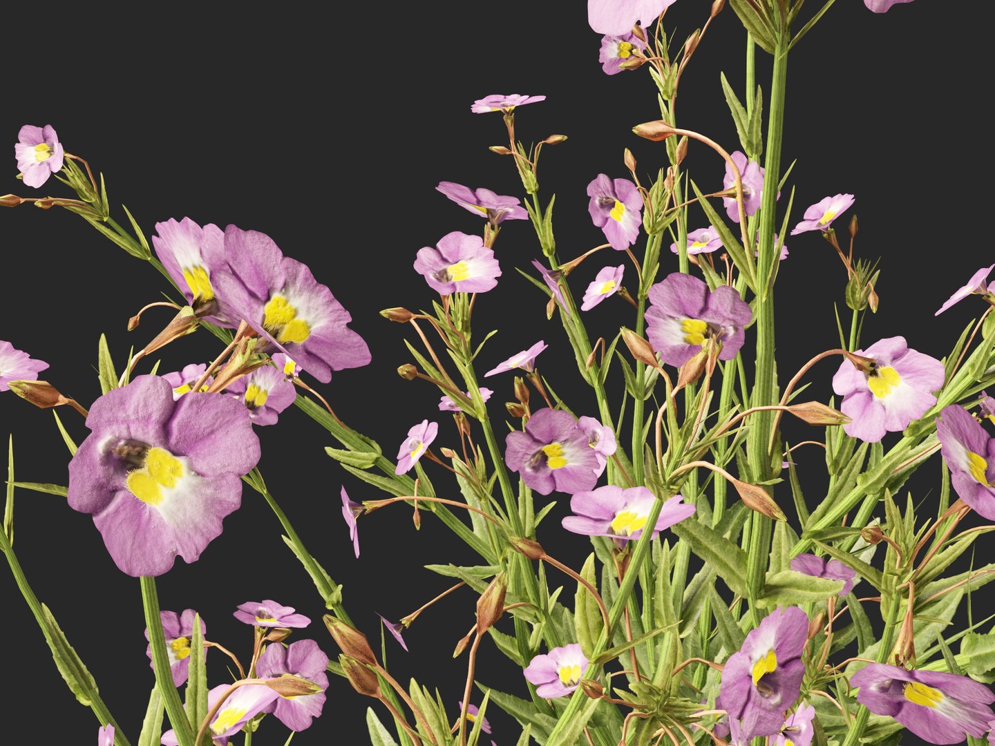 3D model HighpolyLow Poly - Mimulus gracilis - slender monkey flower https://p.turbosquid.com/ts-thumb/dl/I7wUi9/I0/mimulusgracilis0111/jpg/1745076382/1920x1080/fit_q87/4a1a550d8ebf60e9b70192c3845b9ab5d80a100c/mimulusgracilis0111.jpg