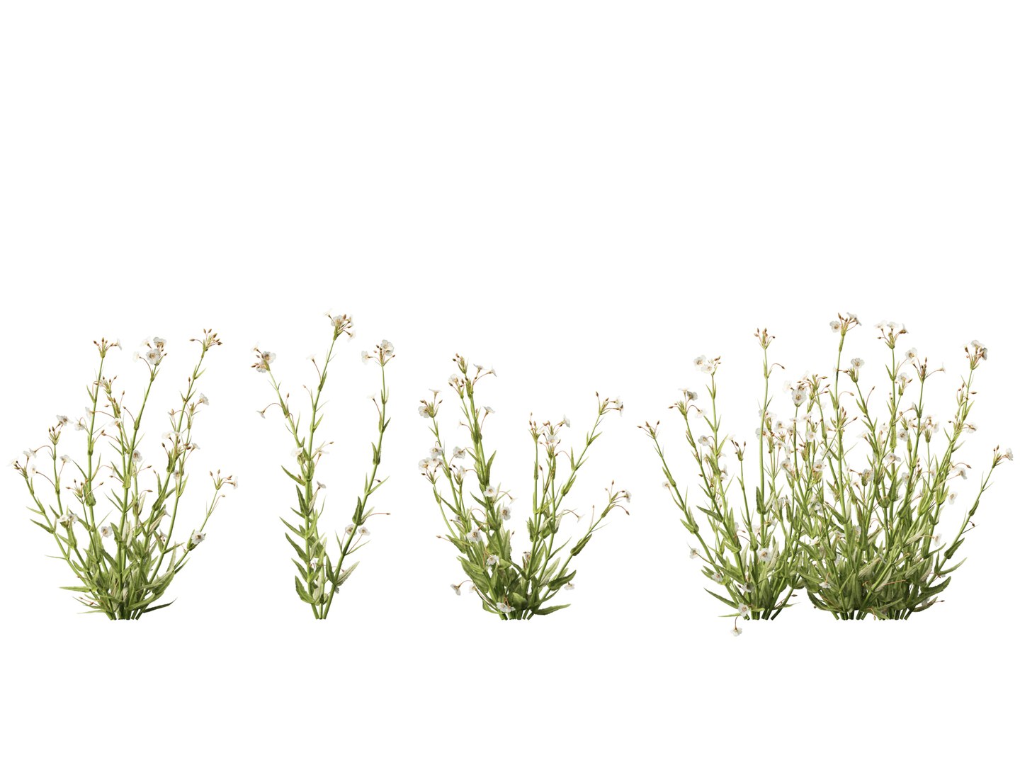 3D model HighpolyLow Poly - Mimulus gracilis - slender monkey flower https://p.turbosquid.com/ts-thumb/dl/I7wUi9/Mj/mimulusgracilis013/jpg/1745076370/1920x1080/fit_q87/c260d441d17ffe7c099fe54c250c96e1fec03257/mimulusgracilis013.jpg