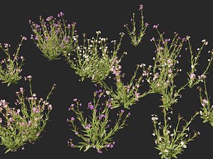 3D model HighpolyLow Poly - Mimulus gracilis - slender monkey flower