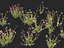 Mimulus gracilis - Flor de mono esbelta