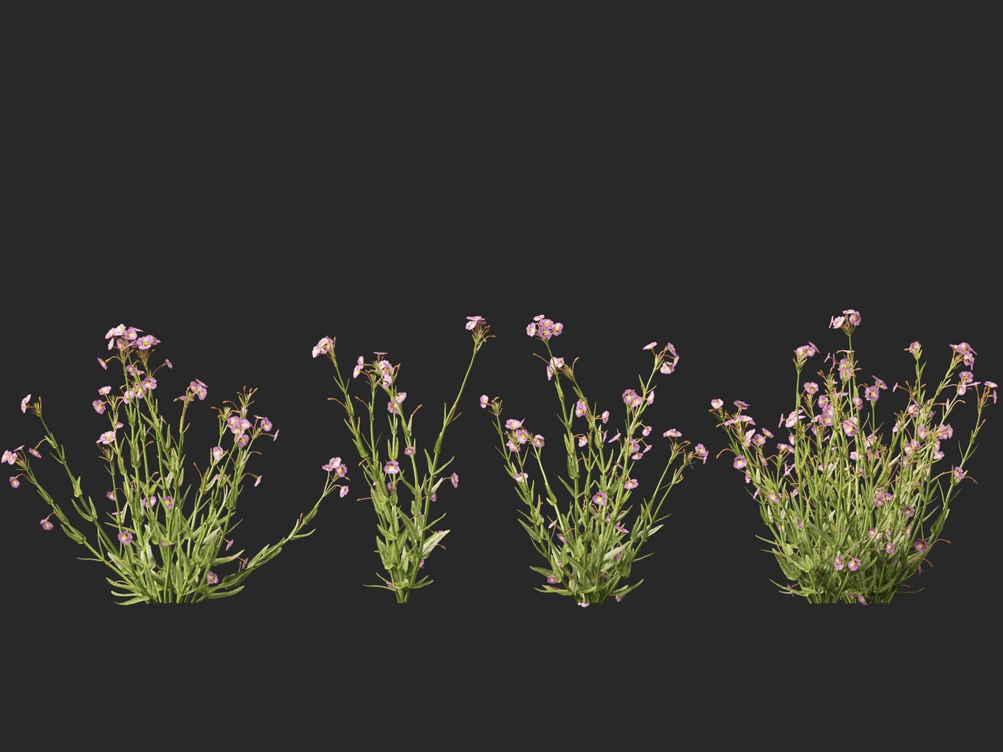 3D model HighpolyLow Poly - Mimulus gracilis - slender monkey flower https://p.turbosquid.com/ts-thumb/dl/I7wUi9/fL/mimulusgracilis016/jpg/1745076375/1920x1080/fit_q87/4eea5b1ce6814dcdc4a3997a699d2474a9b172ee/mimulusgracilis016.jpg