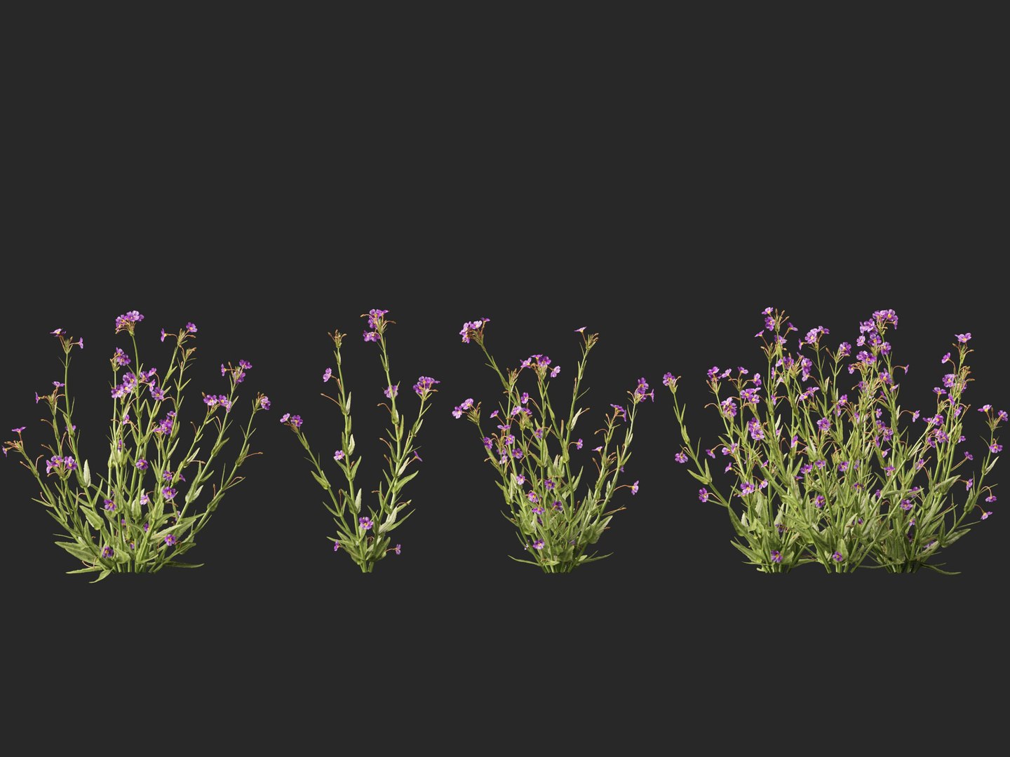 3D model HighpolyLow Poly - Mimulus gracilis - slender monkey flower https://p.turbosquid.com/ts-thumb/dl/I7wUi9/ht/mimulusgracilis018/jpg/1745076377/1920x1080/fit_q87/488d778aea0f6f03170b547a4f3a40d8edddebee/mimulusgracilis018.jpg