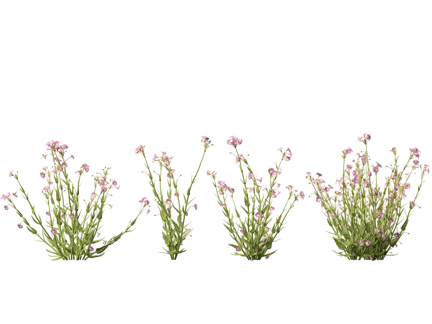 3D model HighpolyLow Poly - Mimulus gracilis - slender monkey flower https://p.turbosquid.com/ts-thumb/dl/I7wUi9/k2/mimulusgracilis015/jpg/1745076373/1920x1080/fit_q87/76e22ec82d01fcd4ec3789bef8c62f2755028c4d/mimulusgracilis015.jpg