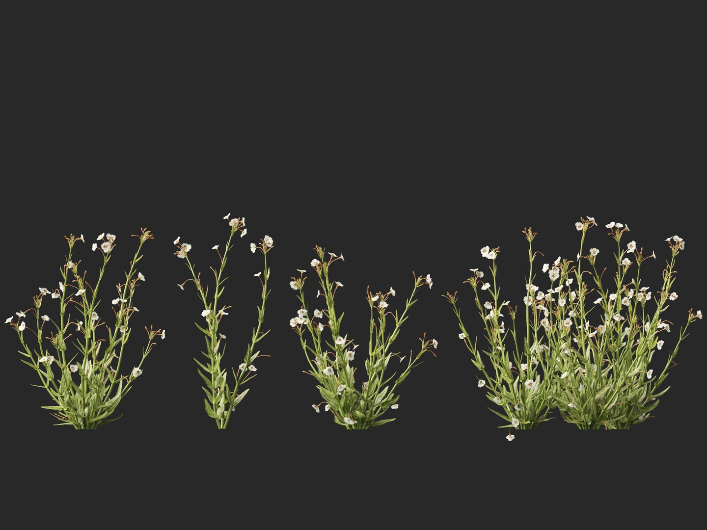 3D model HighpolyLow Poly - Mimulus gracilis - slender monkey flower https://p.turbosquid.com/ts-thumb/dl/I7wUi9/ss/mimulusgracilis014/jpg/1745076370/1920x1080/fit_q87/86e86b84e3567fedad2a000a83738fda5279002b/mimulusgracilis014.jpg
