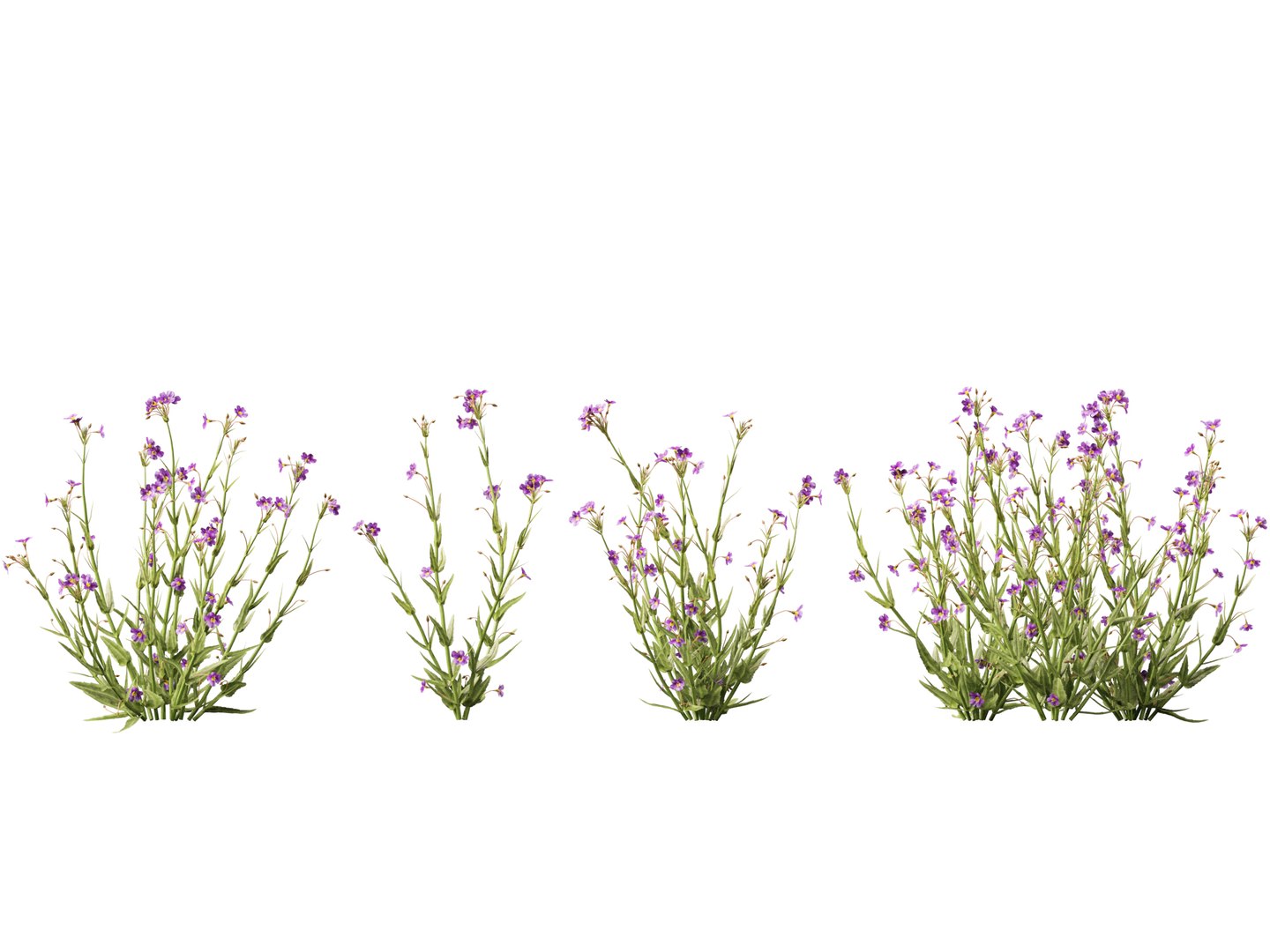 3D model HighpolyLow Poly - Mimulus gracilis - slender monkey flower https://p.turbosquid.com/ts-thumb/dl/I7wUi9/zk/mimulusgracilis017/jpg/1745076376/1920x1080/fit_q87/1b82e9691f0b57fe90d1742fbbf65da137036fa8/mimulusgracilis017.jpg