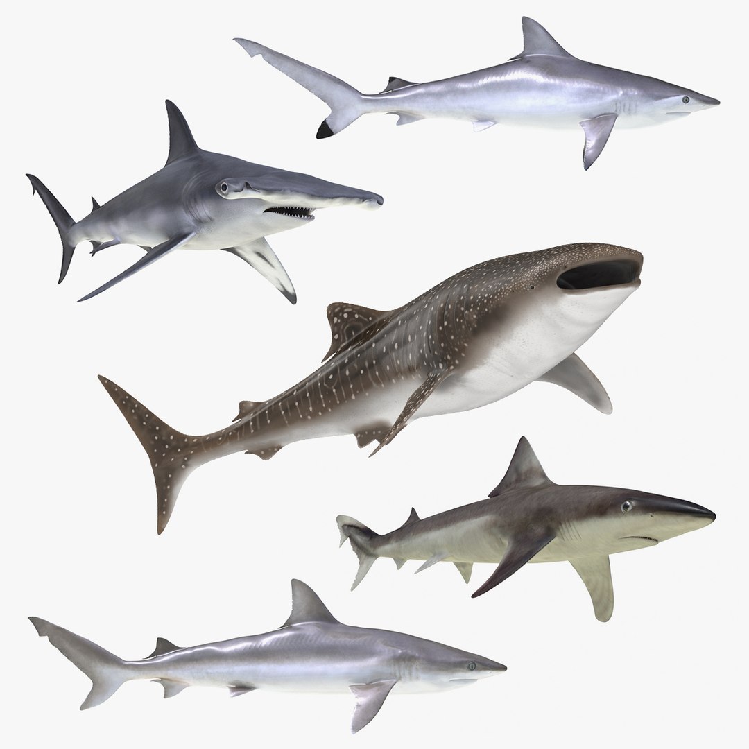 Rigged Sharks Collection 6 3D model preview