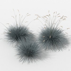 3d blue oatgrass helictotrichon sempervirens