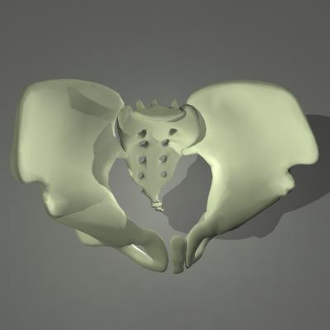 Maya Human Skeleton Pelvis