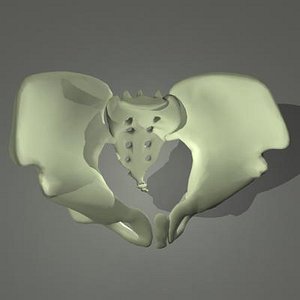 maya human skeleton pelvis