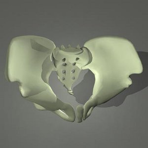 Human skeleton Pelvis
