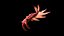 Anomalocaris Canadensis Static