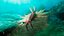 Anomalocaris Canadensis Static