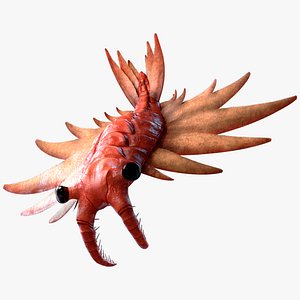 Anomalocaris Canadensis Static